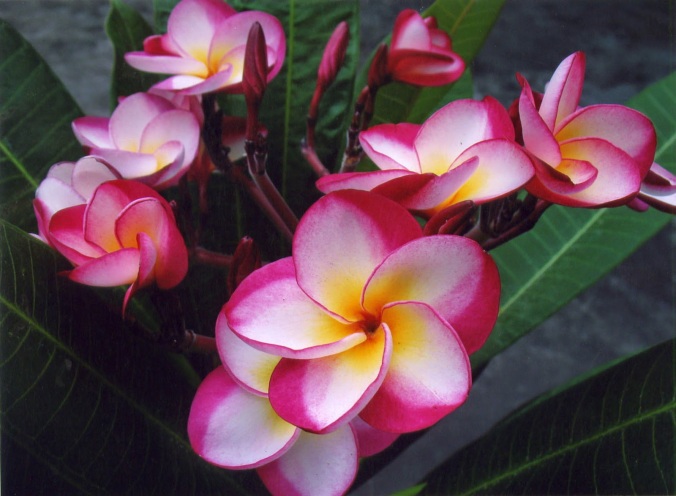 Significance Behind Beautiful Frangipani Flower Bali 